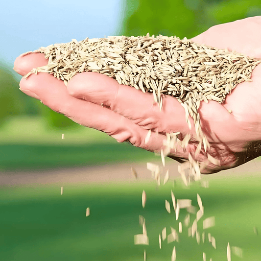 Naturixy™️Evergreen Dwarf Grass Seed